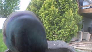 common grackle