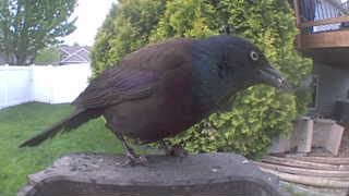 common grackle