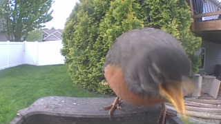 american robin