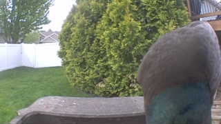 mallard