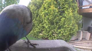 common grackle