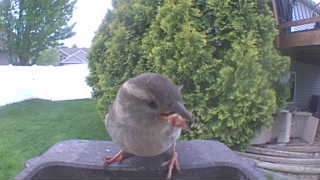 house sparrow