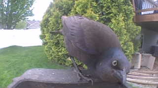 common grackle