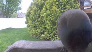 rock pigeon