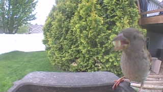 house sparrow