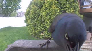 common grackle