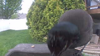 american crow