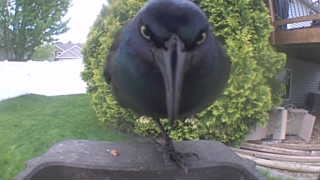 common grackle