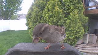 house sparrow