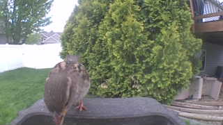 house sparrow