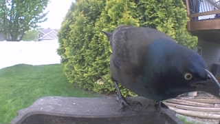 common grackle