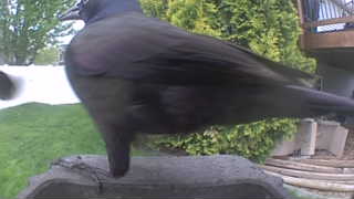 common grackle