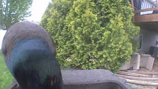 common grackle