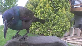 common grackle