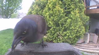 common grackle