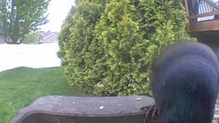 mallard