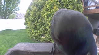 common grackle