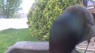 common grackle