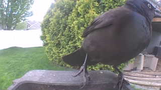 brewer's blackbird