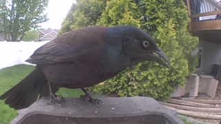 common grackle