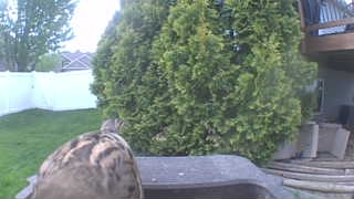 house sparrow