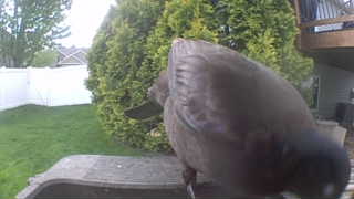 rock pigeon