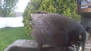 american crow