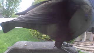 american crow