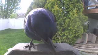 common grackle