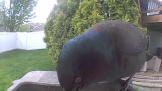 common grackle
