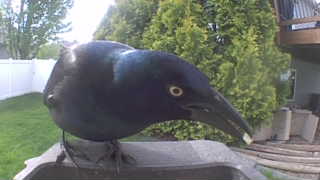 common grackle