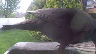 common grackle