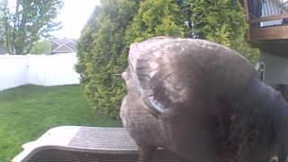 rock pigeon