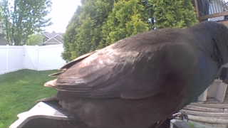 common grackle