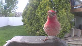 house finch