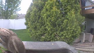 song sparrow