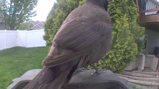 common grackle