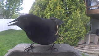 red-winged blackbird
