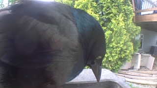 common grackle