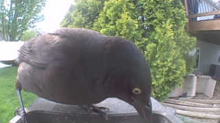 common grackle