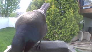 common grackle