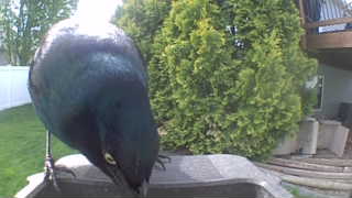 common grackle