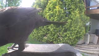 common raven