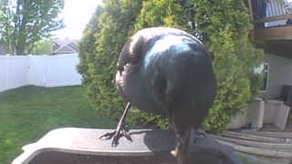common grackle