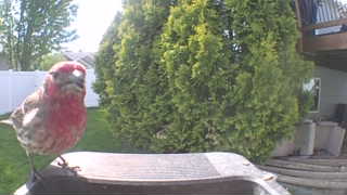 house finch