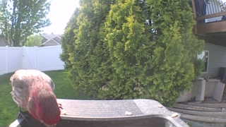 house finch