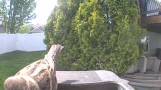 house sparrow