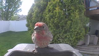 house finch