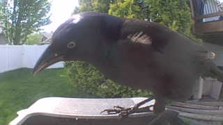 common grackle (leucistic)