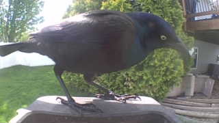 common grackle